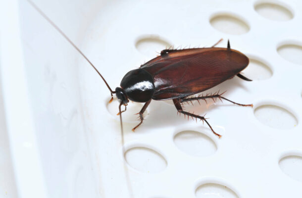 Karaluchy w domu – skąd się biorą i jak się ich pozbyć?