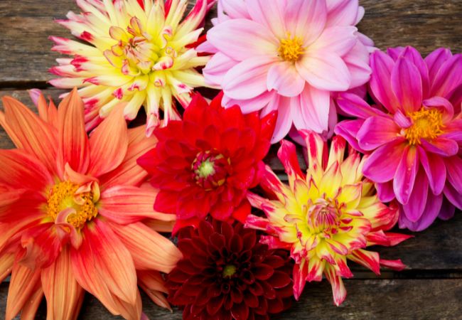 Dalie - kwiaty balkonowe lubiące słońce i ciepło