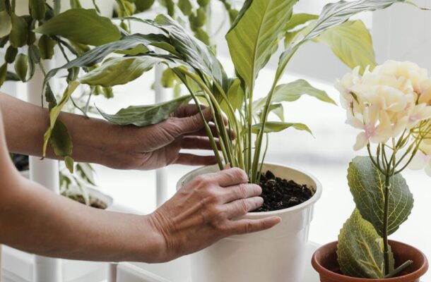 W jakich doniczkach sadzić rośliny domowe?