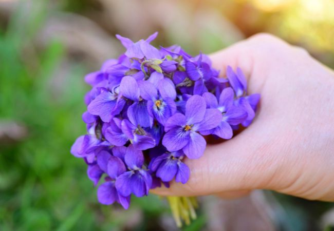 Fiołki - pachnące małe kwiaty na balkon