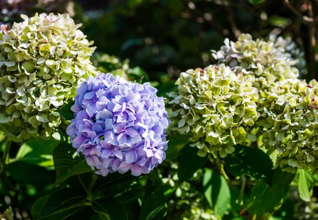 Hortensje jako kwiaty wieloletnie na balkon 