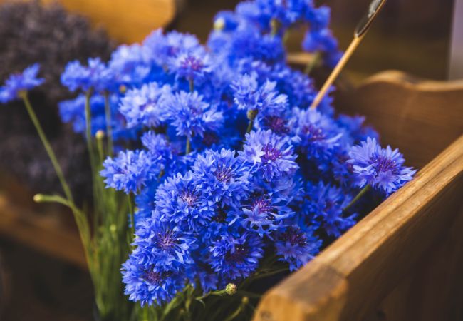 Bławatki - odmiana chabra idealna na balkon