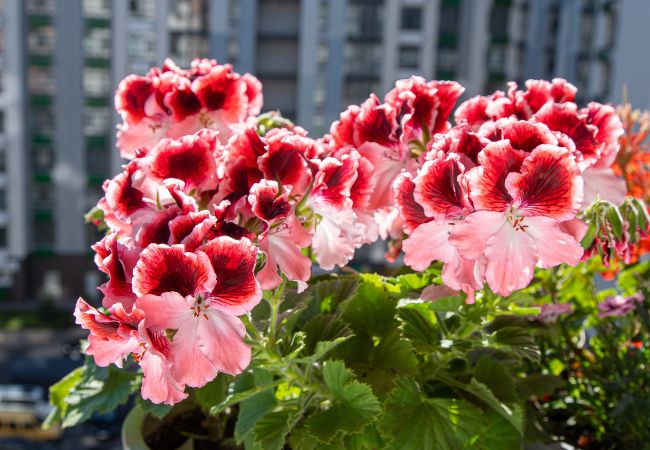 Jakie kwiaty na balkon wybrać? Pelargonie
