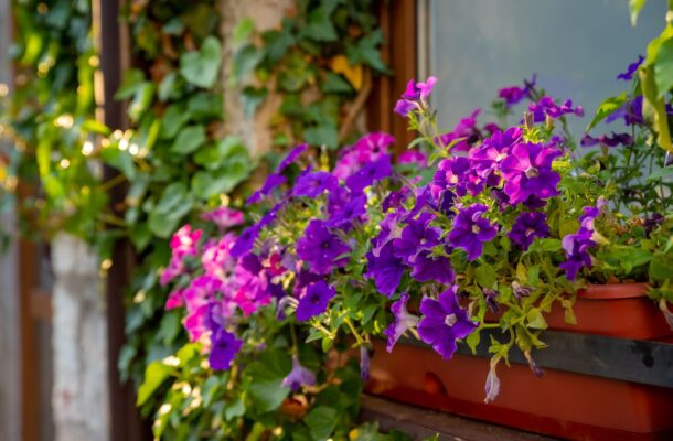 Jakie kwiaty na balkon wybrać? Praktyczne porady