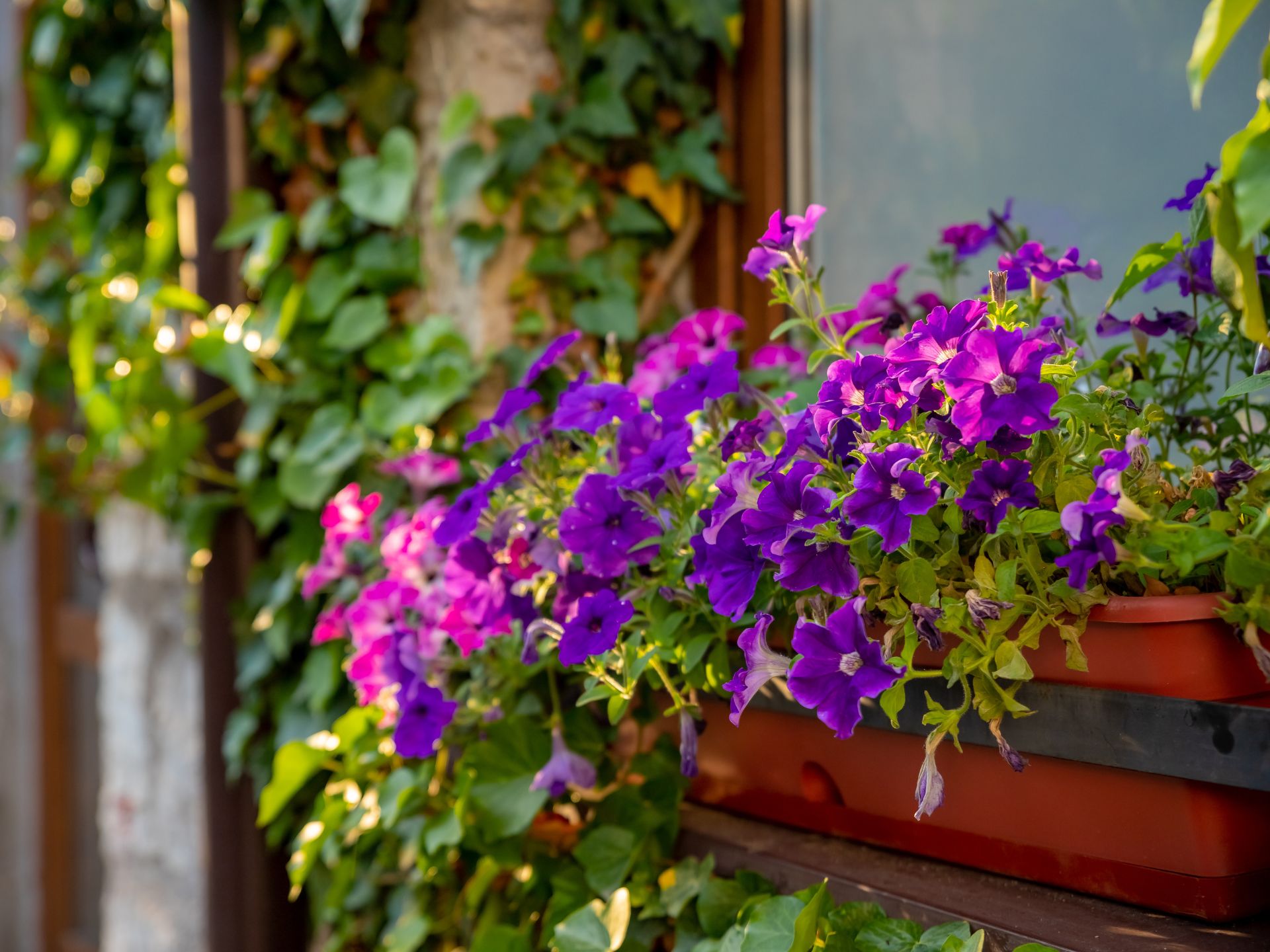 Jakie kwiaty na balkon wybrać? Praktyczne porady