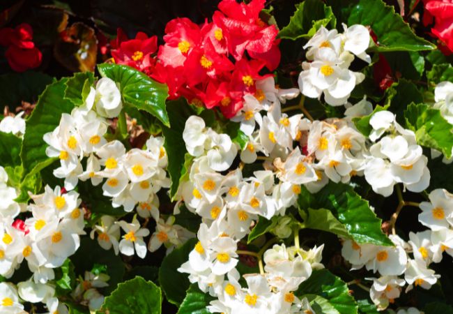 Begonie - kwiaty na umiarkowanie nasłoneczniony balkon