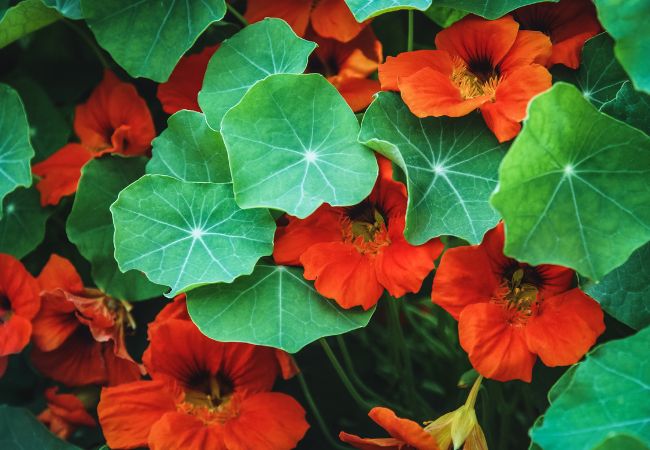 Jakie kwiaty na balkon? Jednoroczne nasturcje