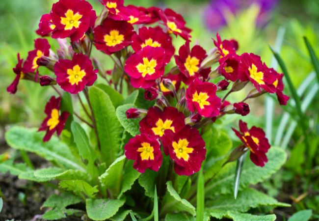 Nemezje - kwiaty balkonowe lubiące wilgotne podłoże