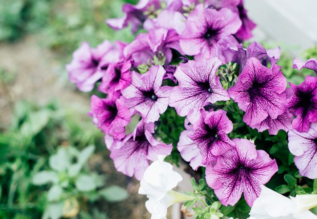 Surfinie, znane jako petunie - kwiaty balkonowe w formie dzwoneczków