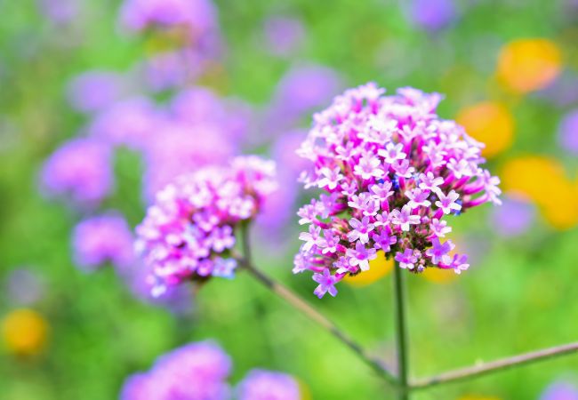 Kwiaty na balkon - werbeny