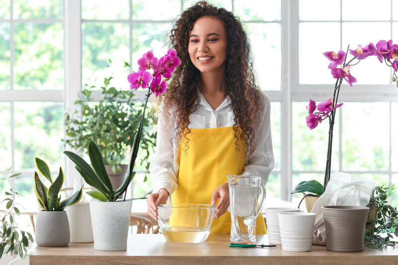 Jak dbać o storczyka odpowiednio go nawadniając Nawadnianie storczyków - odpowiednie metody