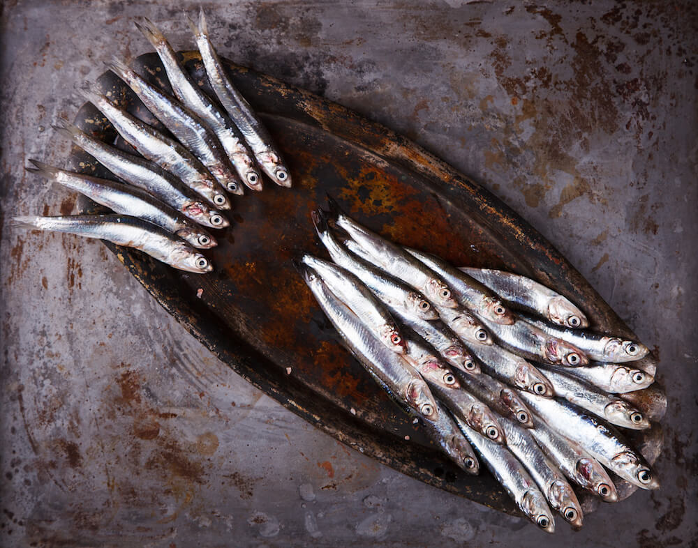 surowe anchois ułożone na tacy surowe anchois na zardzewiałej tacy