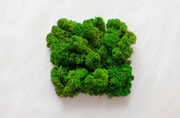 Gdzie kupić mech chrobotek? Podpowiadamy