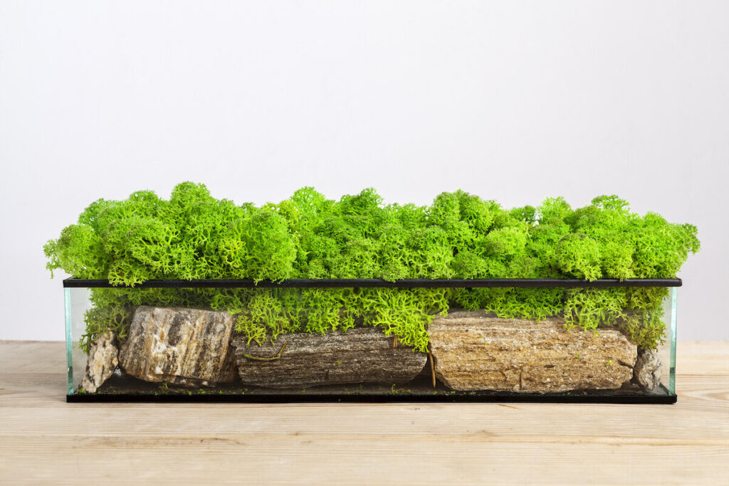 skalniak w doniczce z wykorzystaniem mchu 