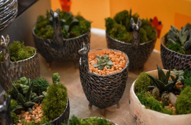Skalniak w doniczce – jak go stworzyć i jakie rośliny wybrać?