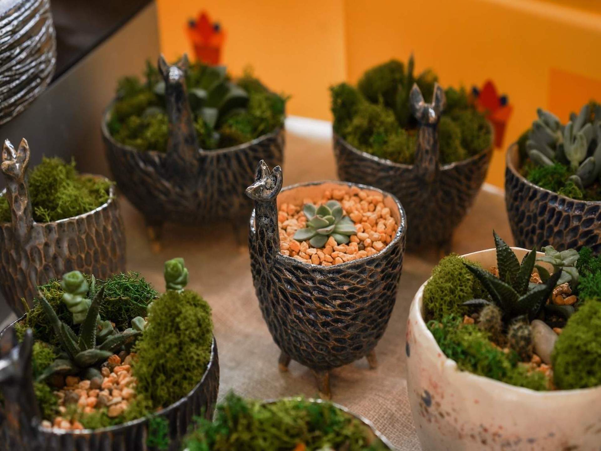 Skalniak w doniczce – jak go stworzyć i jakie rośliny wybrać?