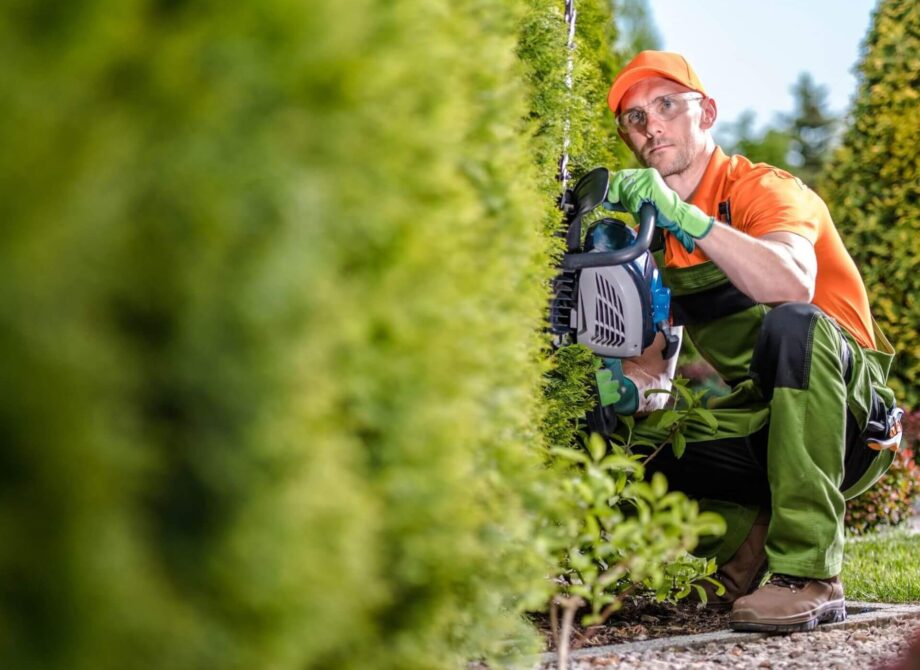 Jakie nożyce do żywopłotu wybrać? Poradnik