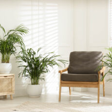 Palma areka w salonie – jak dbać? Przewodnik