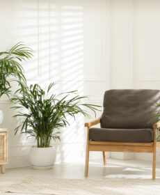 Palma areka w salonie – jak dbać? Przewodnik