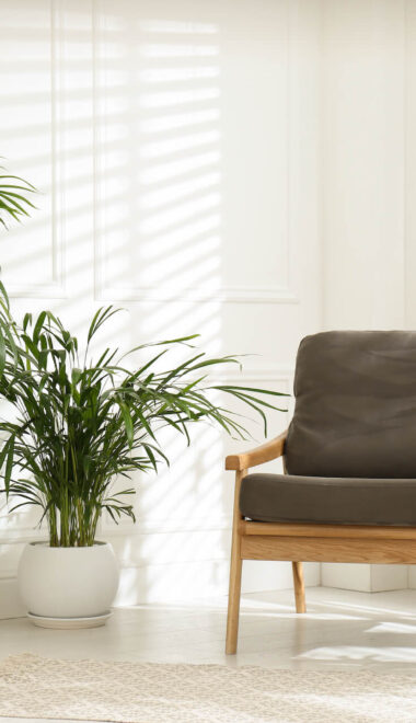 Palma areka w salonie – jak dbać? Przewodnik