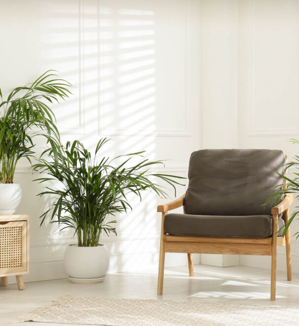 Palma areka w salonie – jak dbać? Przewodnik