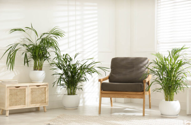 Palma areka w salonie – jak dbać? Przewodnik
