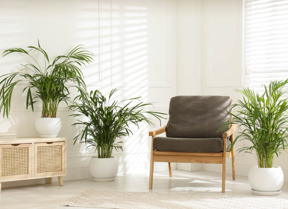 Palma areka w salonie – jak dbać? Przewodnik