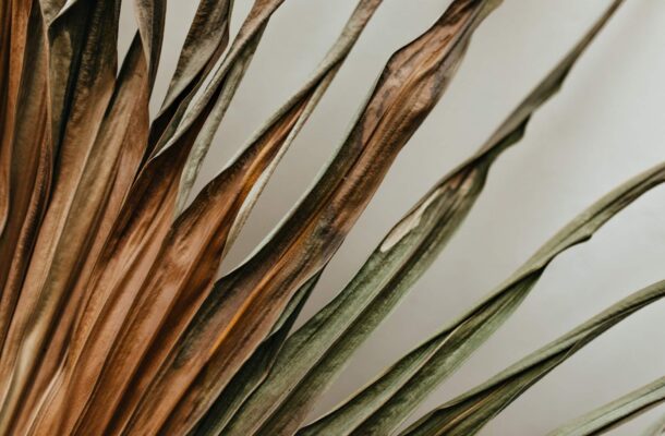 Uschnięta palma – jak uratować? Poradnik krok po kroku