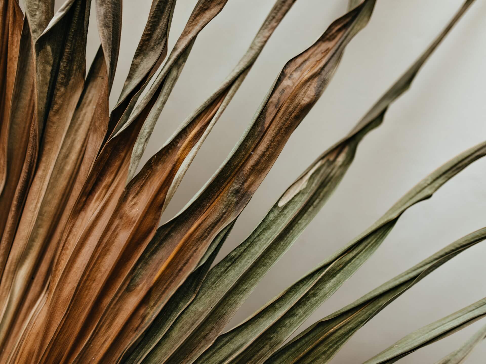 Uschnięta palma – jak uratować? Poradnik krok po kroku