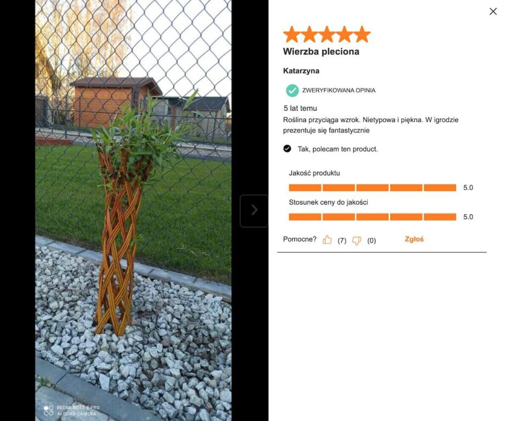 Pozytywna opinia o wyglądzie wierzby plecionej 